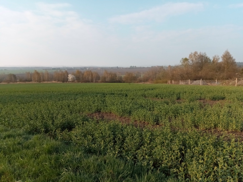 iGET BLACKVIEW GBV8000 Pro