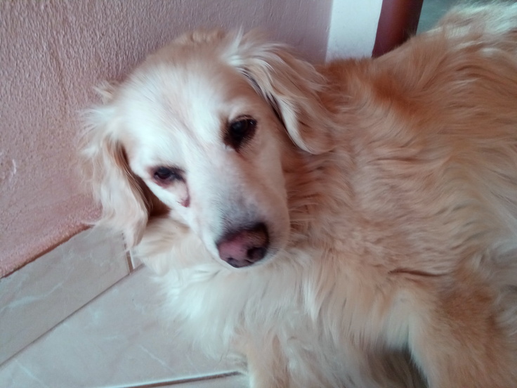 iGET BLACKVIEW GBV8000 Pro