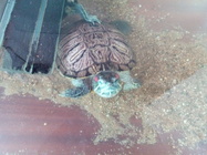 iGET BLACKVIEW GBV8000 Pro