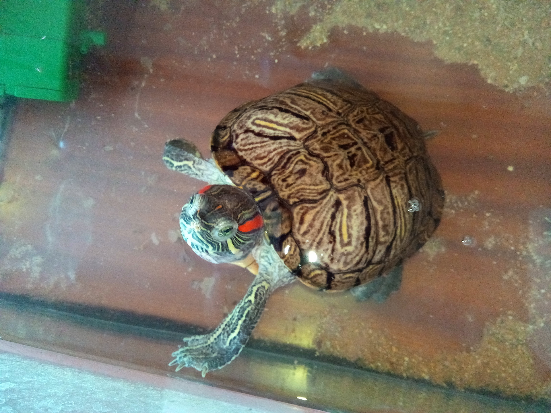 iGET BLACKVIEW GBV8000 Pro