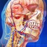 Human Anatomy Atlas: podrobný trojrozměrný model lidského těla