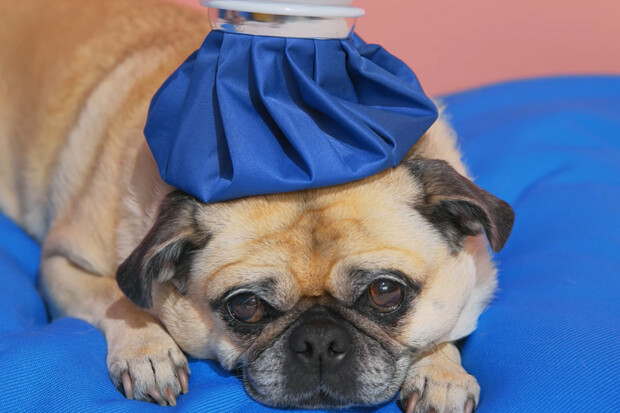 Google v nejnovější reklamě srovnává výhody Pixelu (telefonu) a Pixelu (mopse)