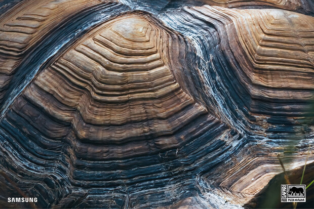 Nafotil pro Samsung fascinující detaily zvířat. Poznejte je a vyhrajte S23 Ultra