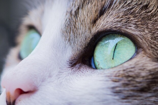 Kočičí past na mobily. Android ohrožuje zákeřný trojan