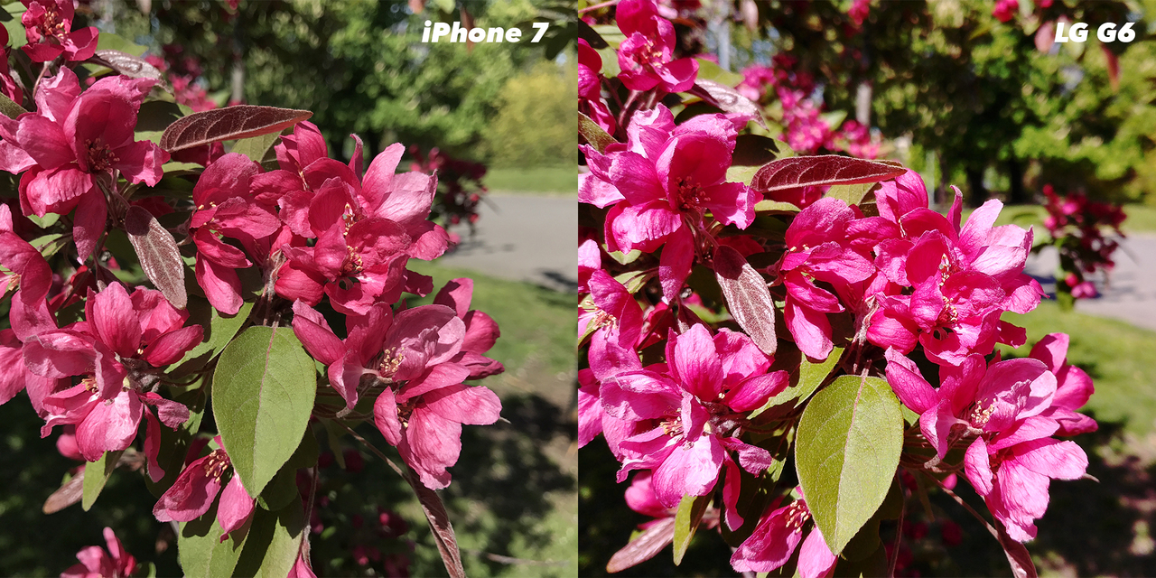 iPhone 7 vs. LG G6