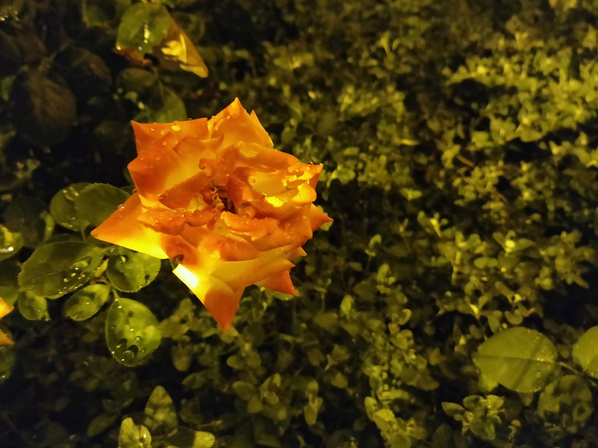 Květina - bez blesku