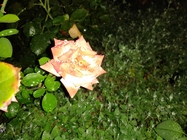 Květina - s bleskem