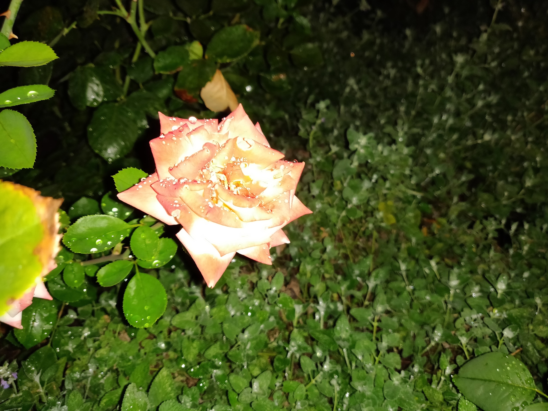 Květina - s bleskem