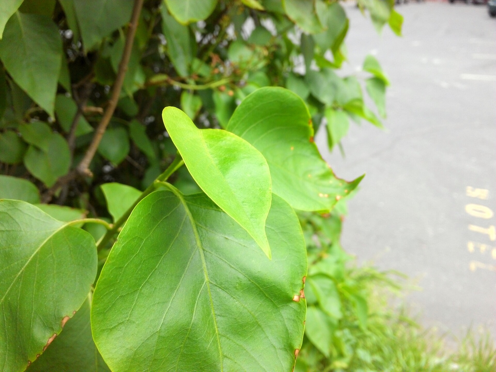 Lenovo ThinkPad Tablet 2