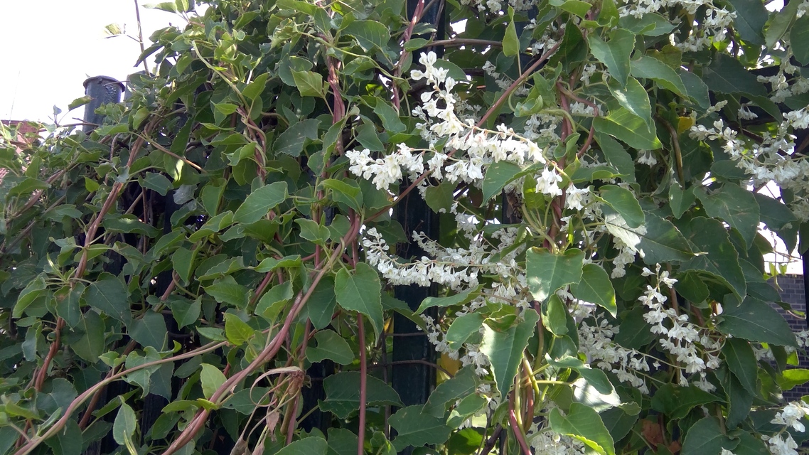 Lenovo ThinkPad X1 Tablet