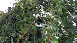 Lenovo ThinkPad X1 Tablet