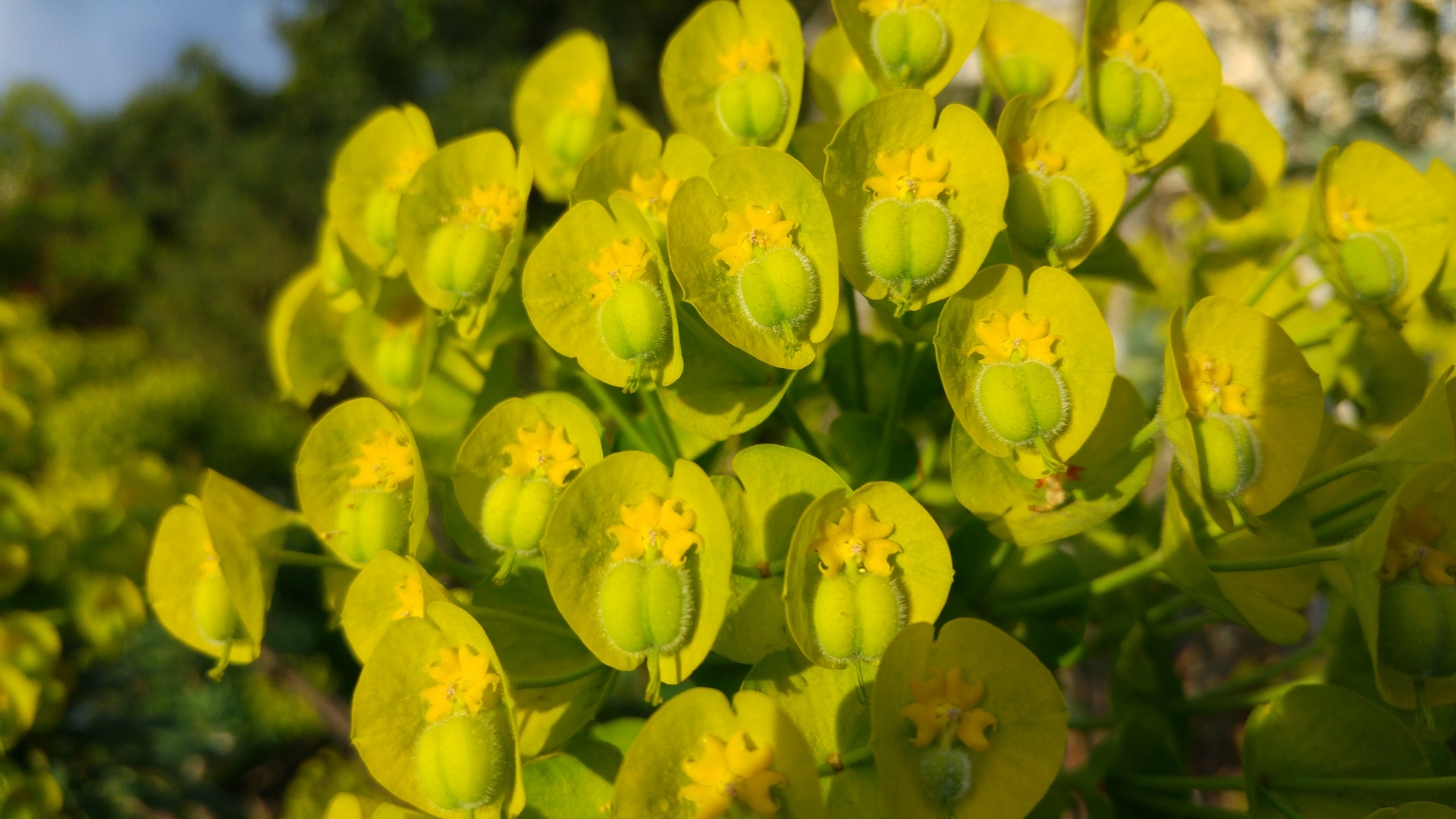 LG G4 (testovací fotky z Londýna)