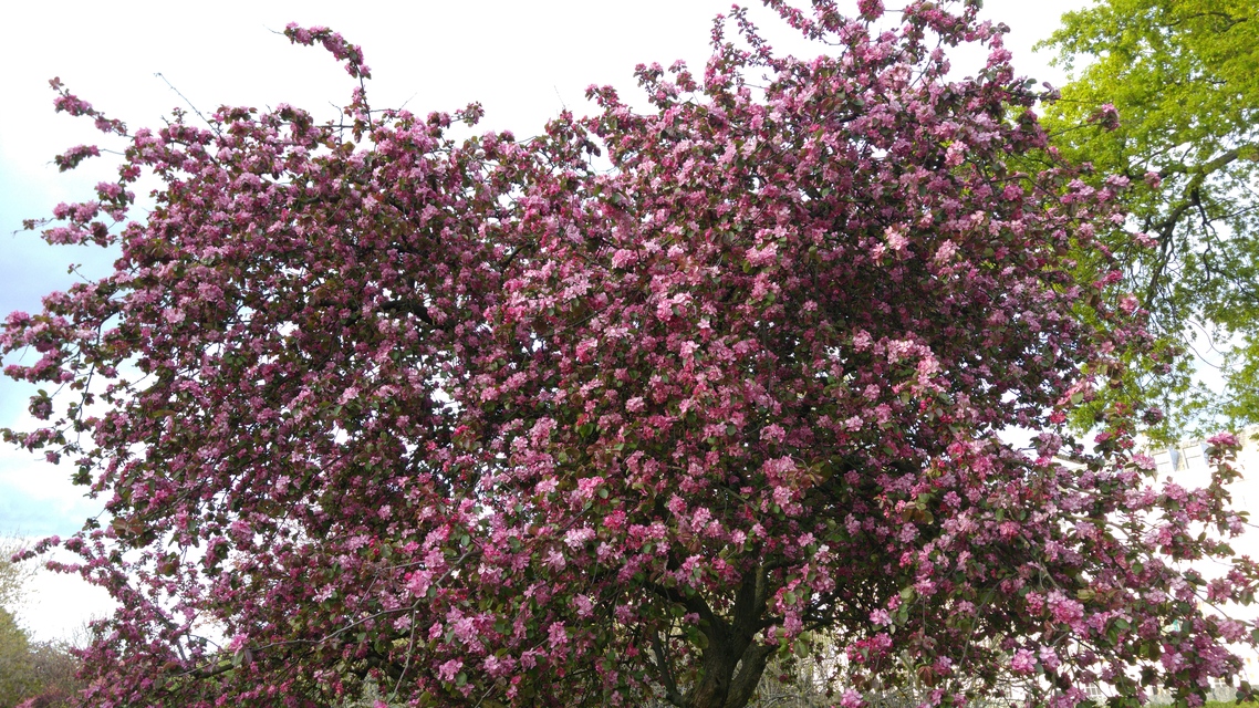 LG G4 (testovací fotky z Londýna)