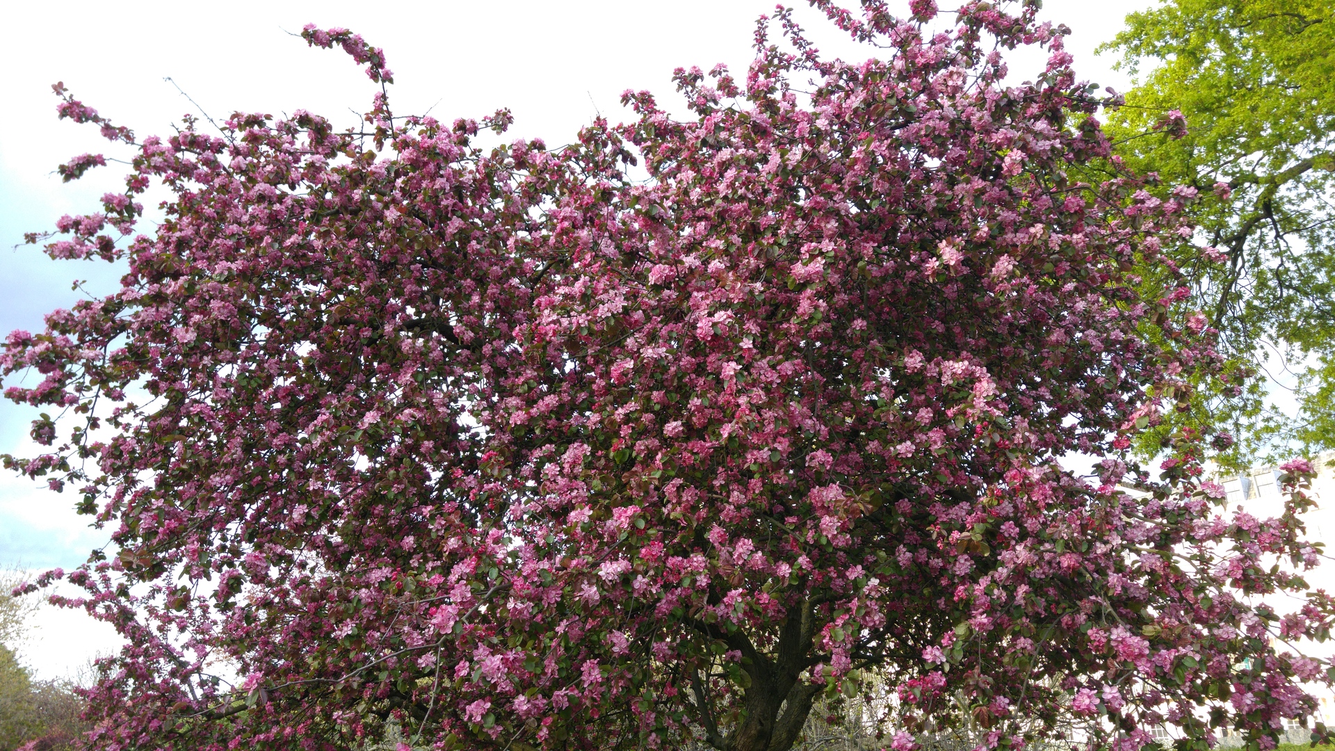 LG G4 (testovací fotky z Londýna)