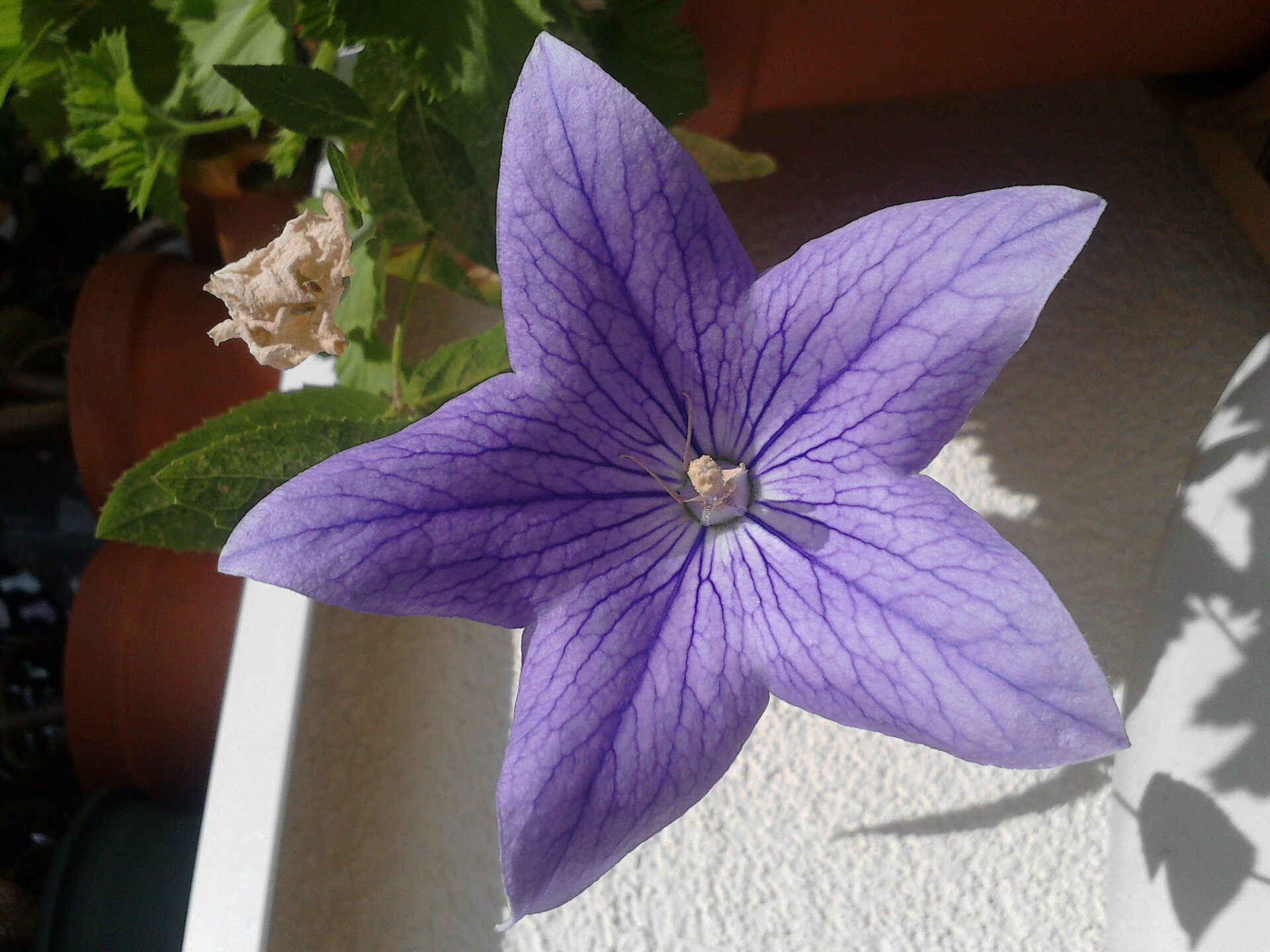 LG GM360 Viewty Snap