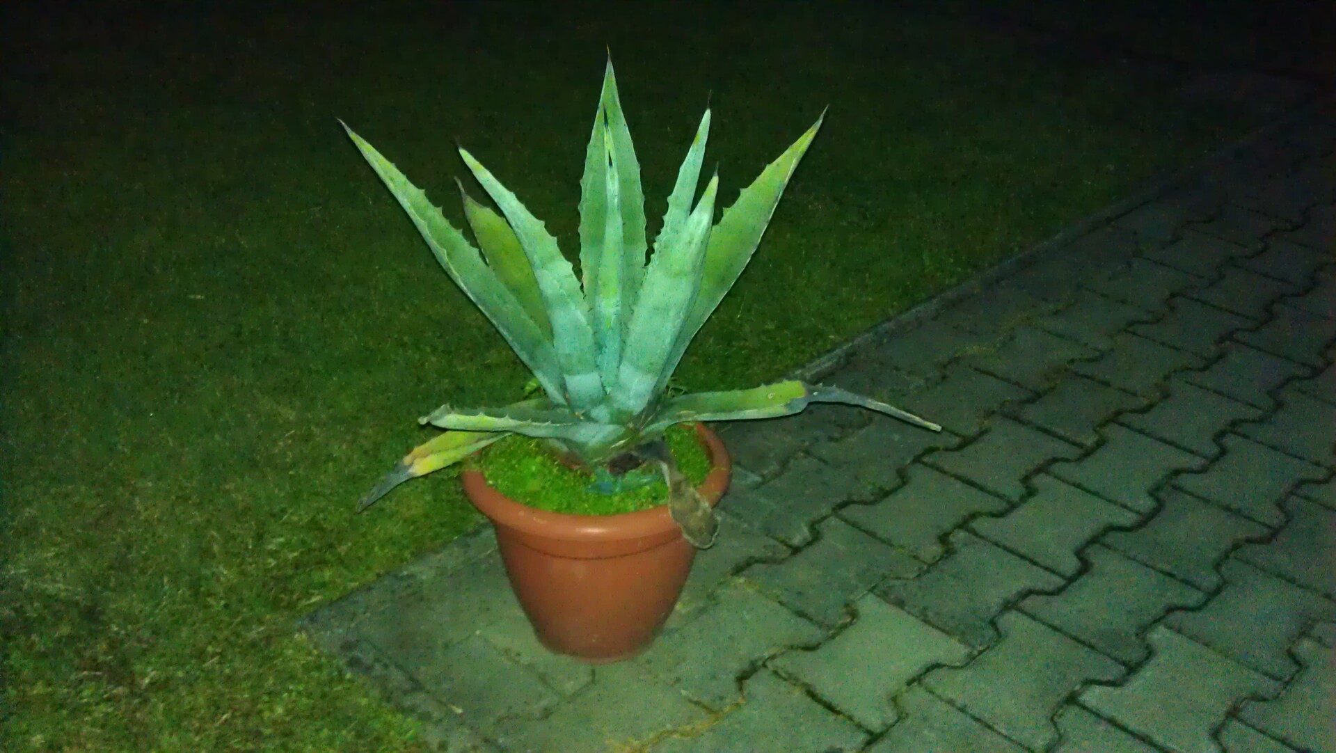 LG Optimus 2X, HTC Sensation, Samsung Galaxy S II