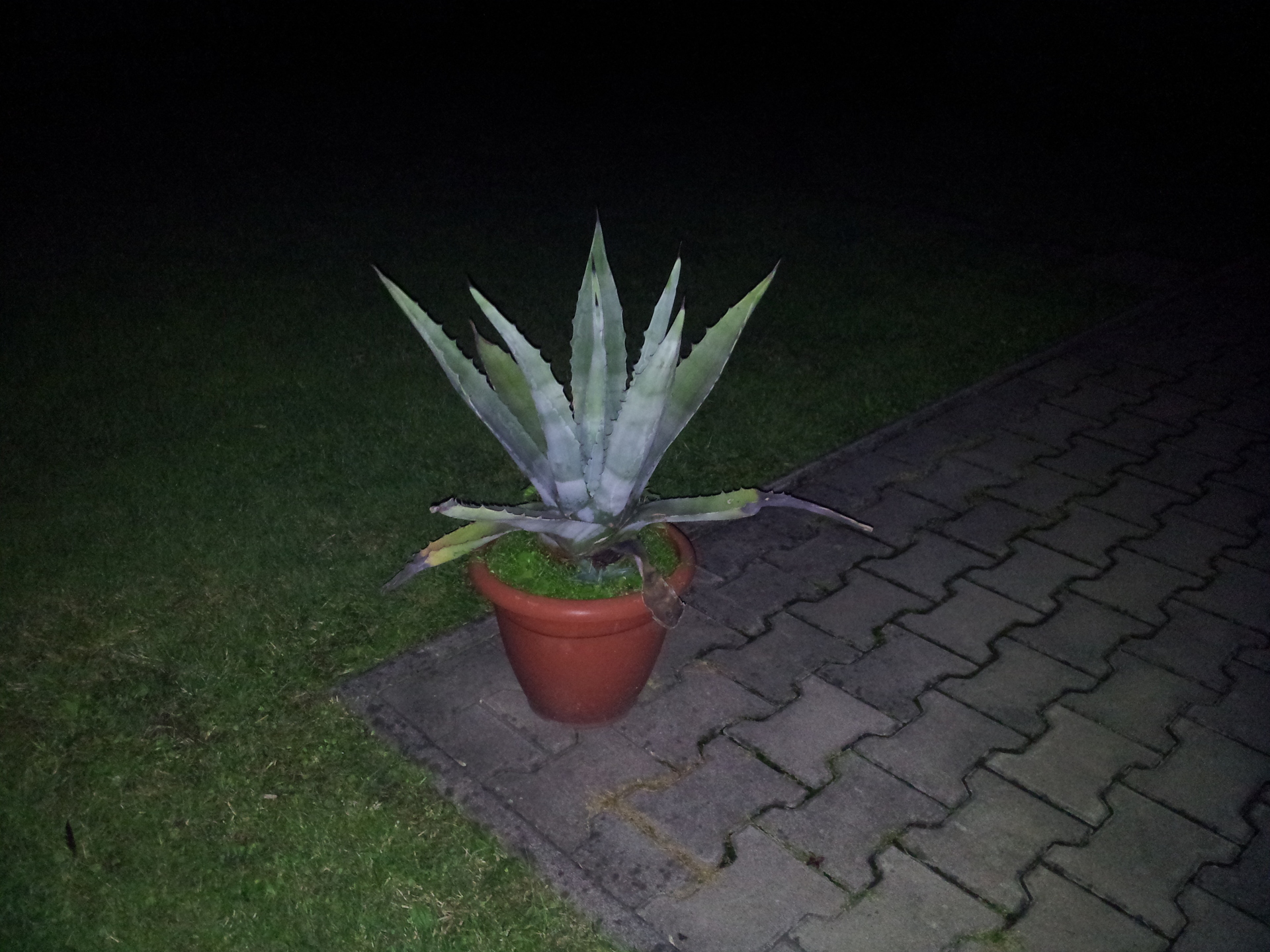 LG Optimus 2X, HTC Sensation, Samsung Galaxy S II