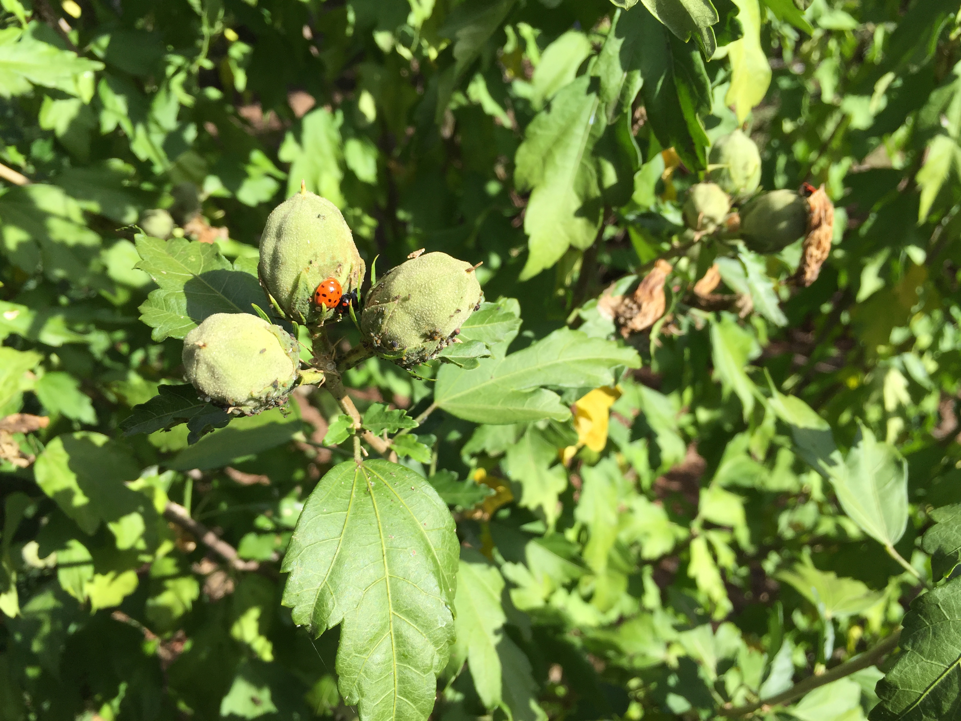 macro fotka iPhone 6