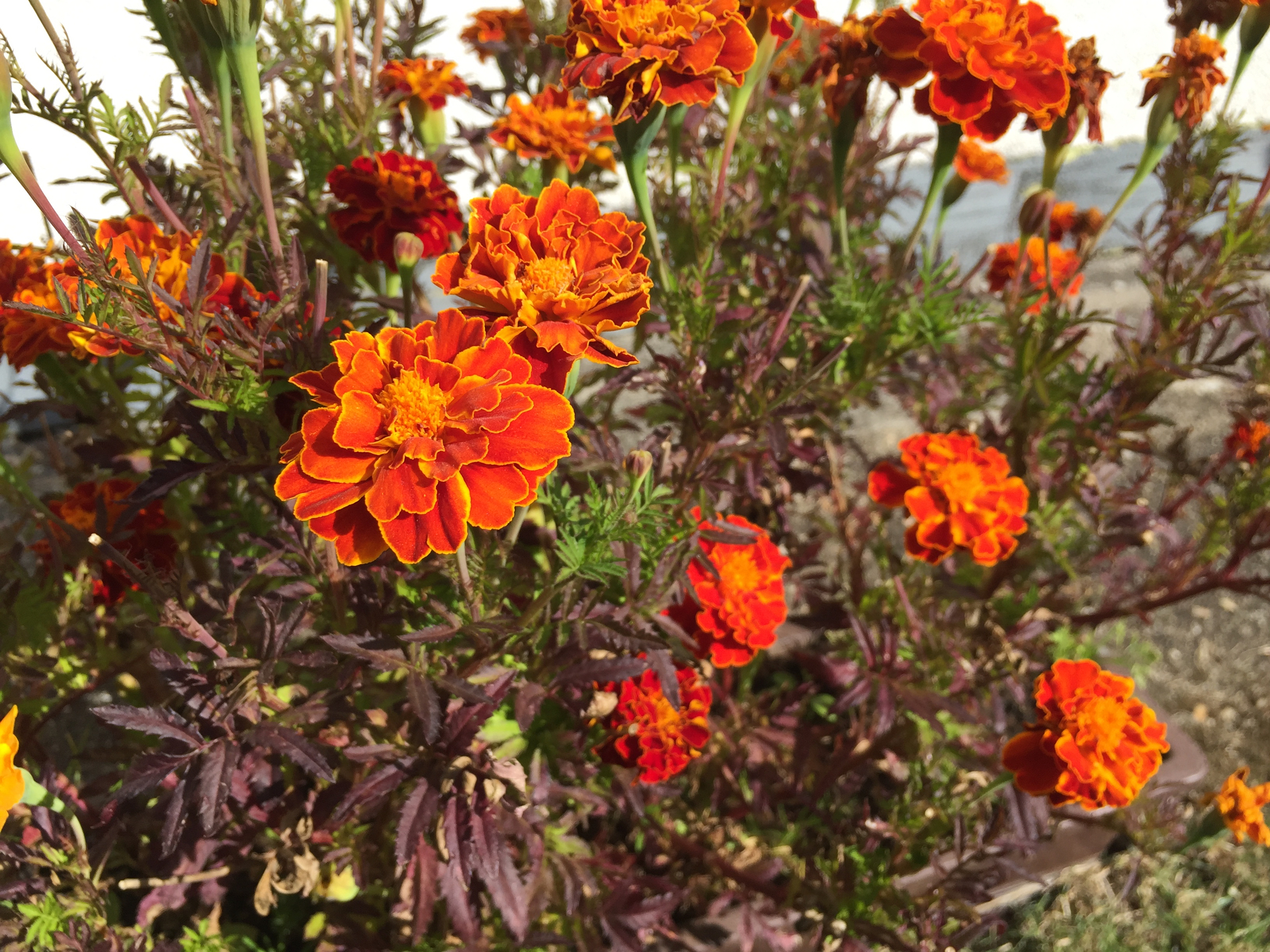 macro fotka iPhone 6