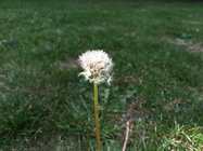 macro fotka iPhone 6