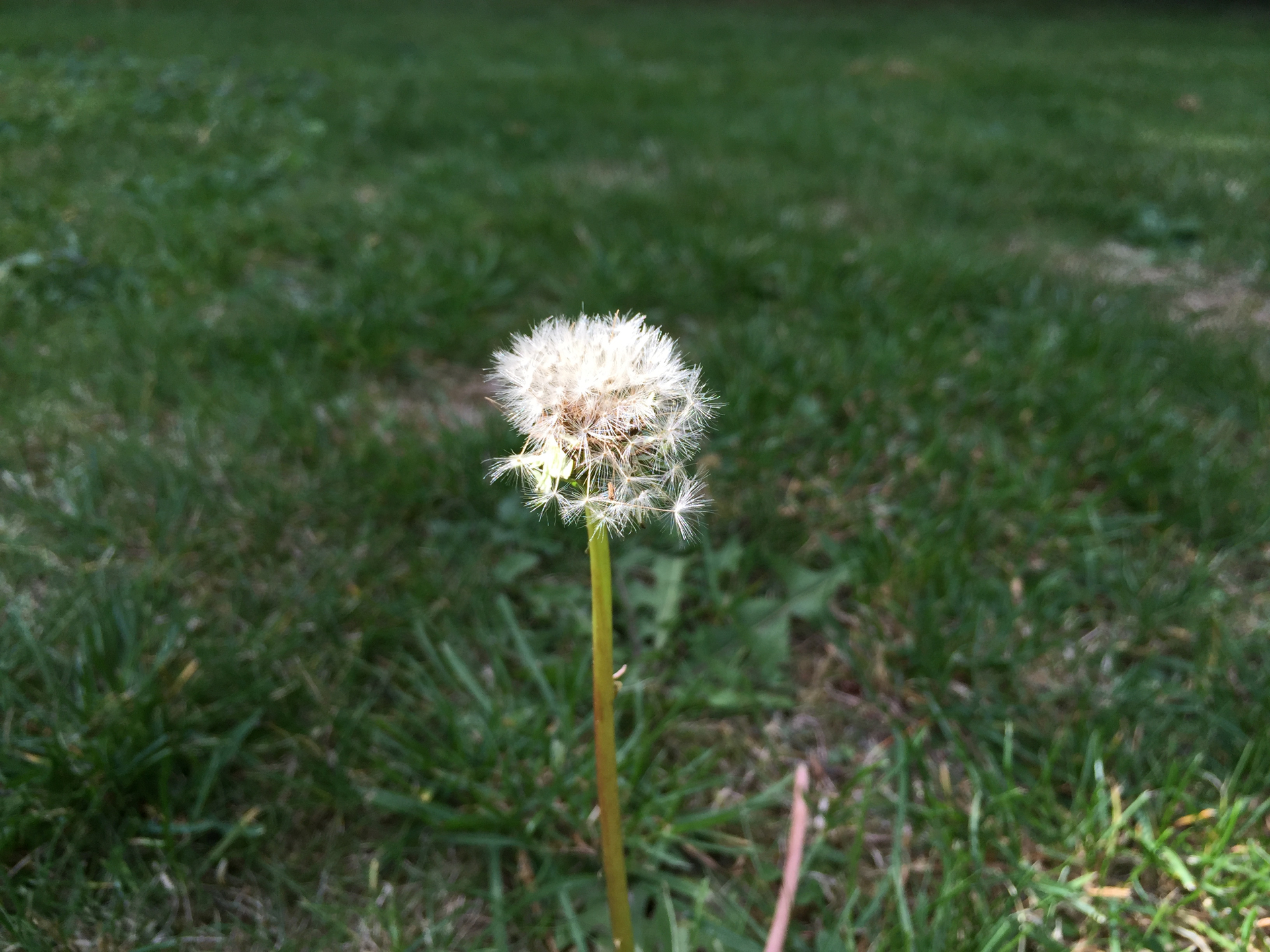 macro fotka iPhone 6