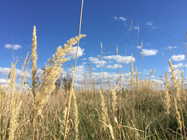 macro fotka iPhone 6