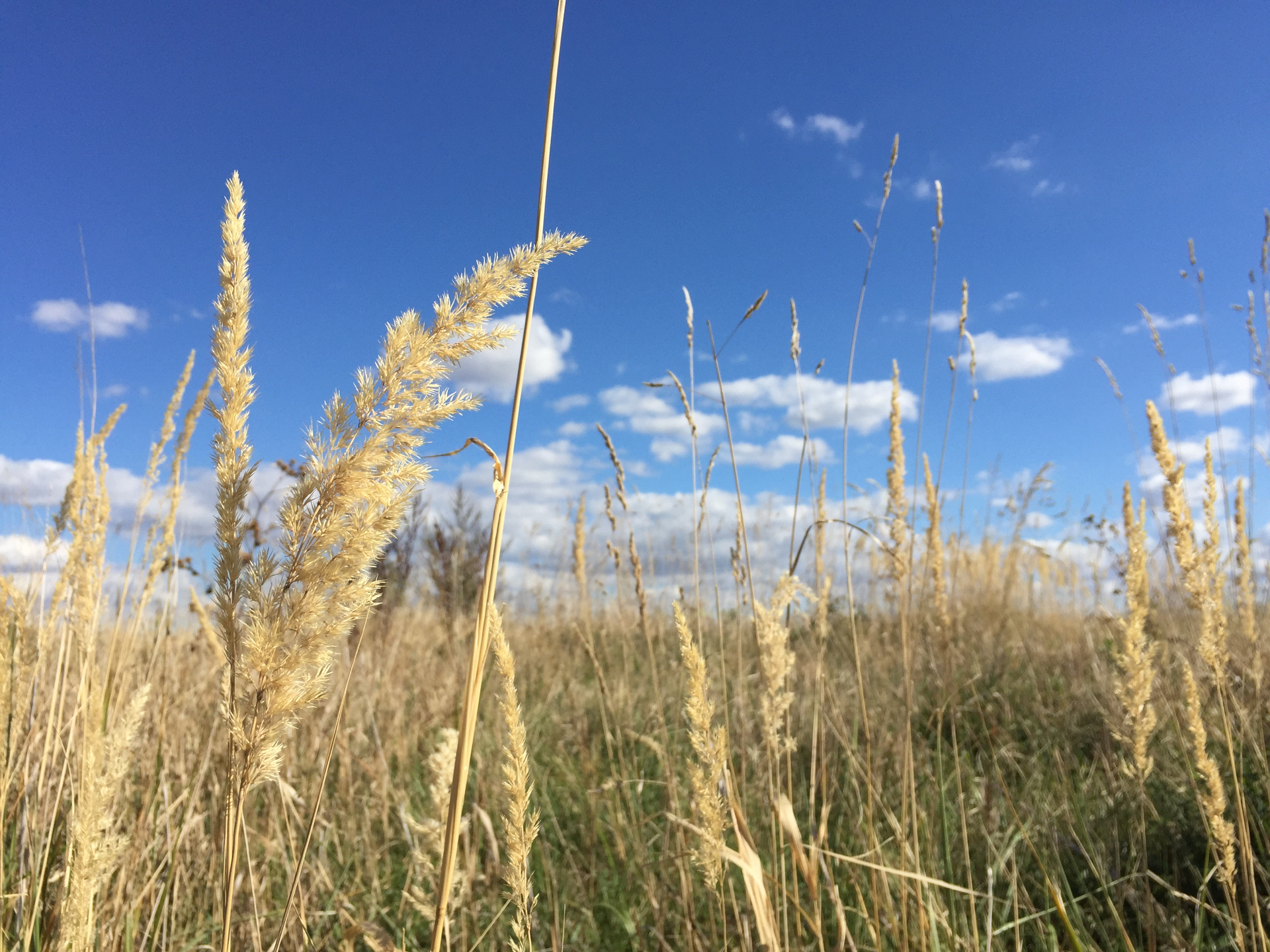 macro fotka iPhone 6