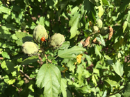 macro fotka iPhone 6s