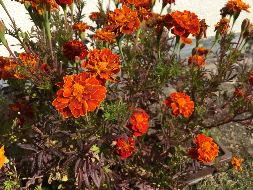 macro fotka iPhone 6s