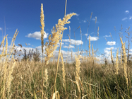 macro fotka iPhone 6s