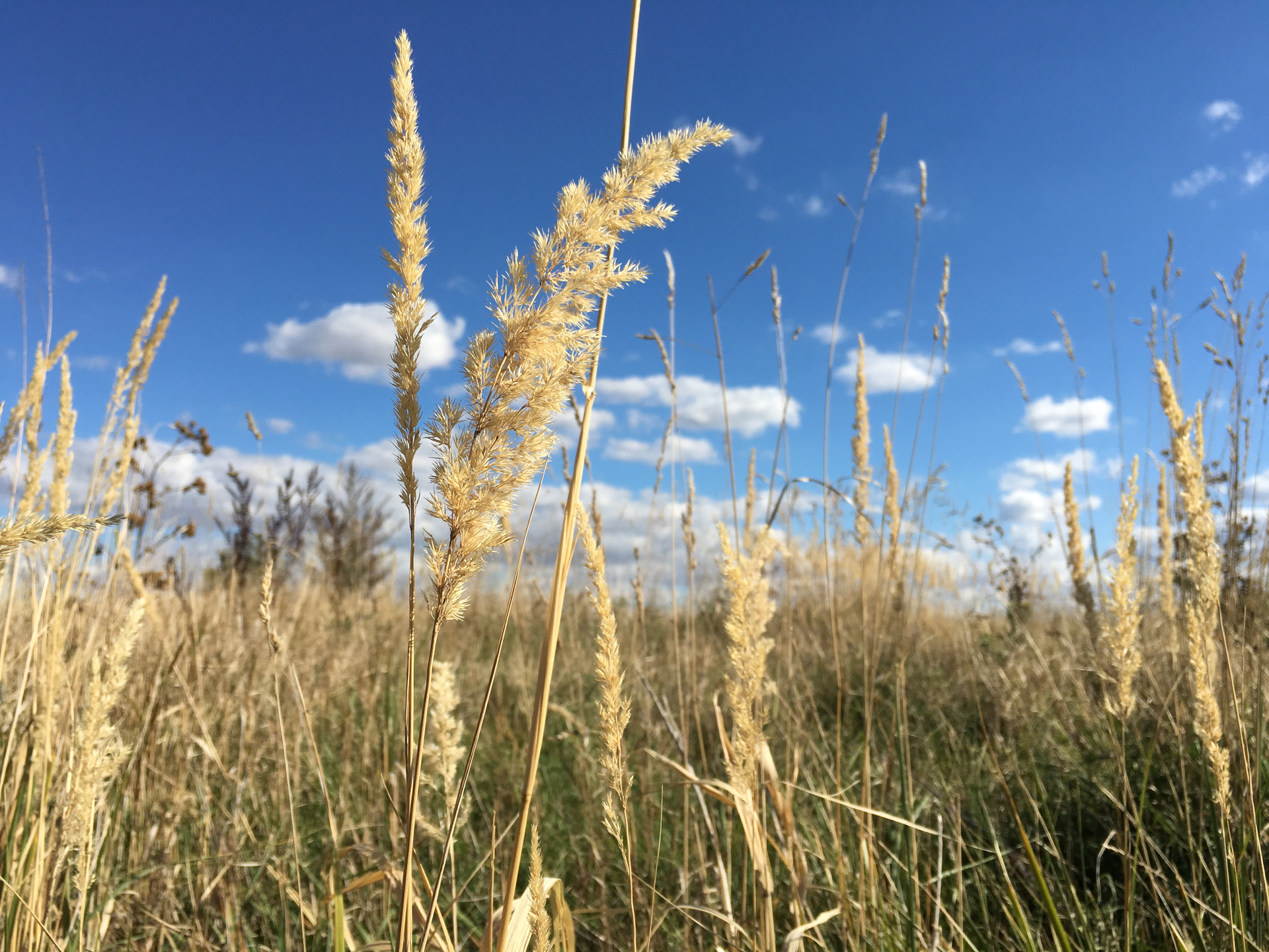 macro fotka iPhone 6s