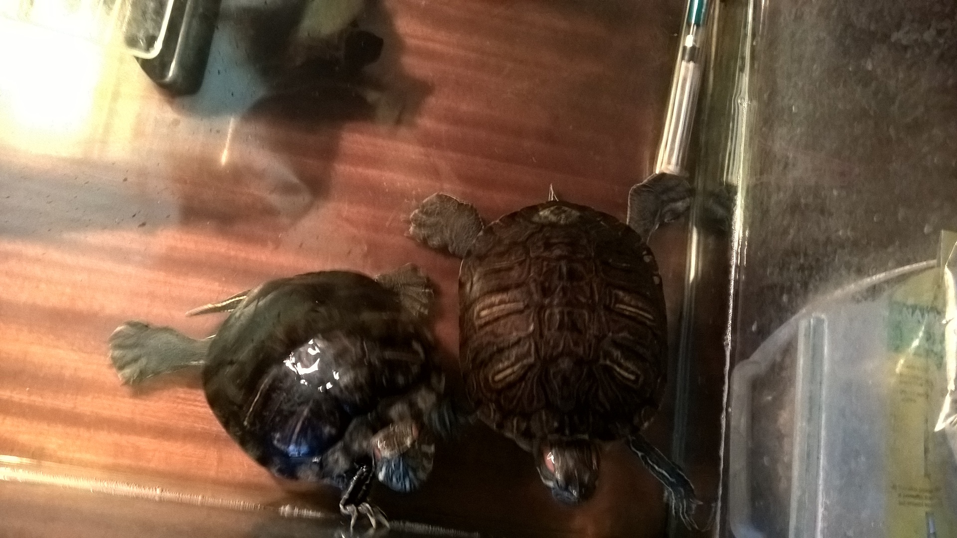 Microsoft Lumia 640 XL