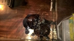 Microsoft Lumia 640 XL