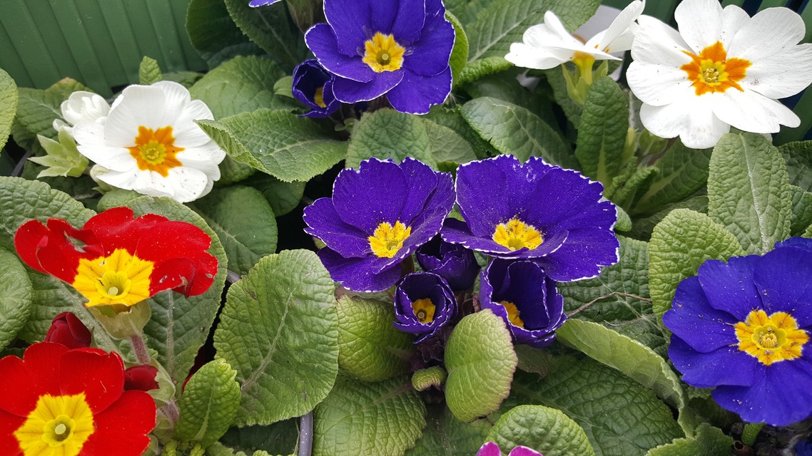 Microsoft Lumia 950 XL