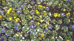 Microsoft Lumia 950 XL