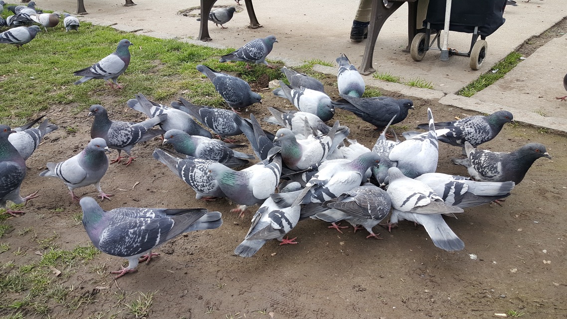 Microsoft Lumia 950 XL