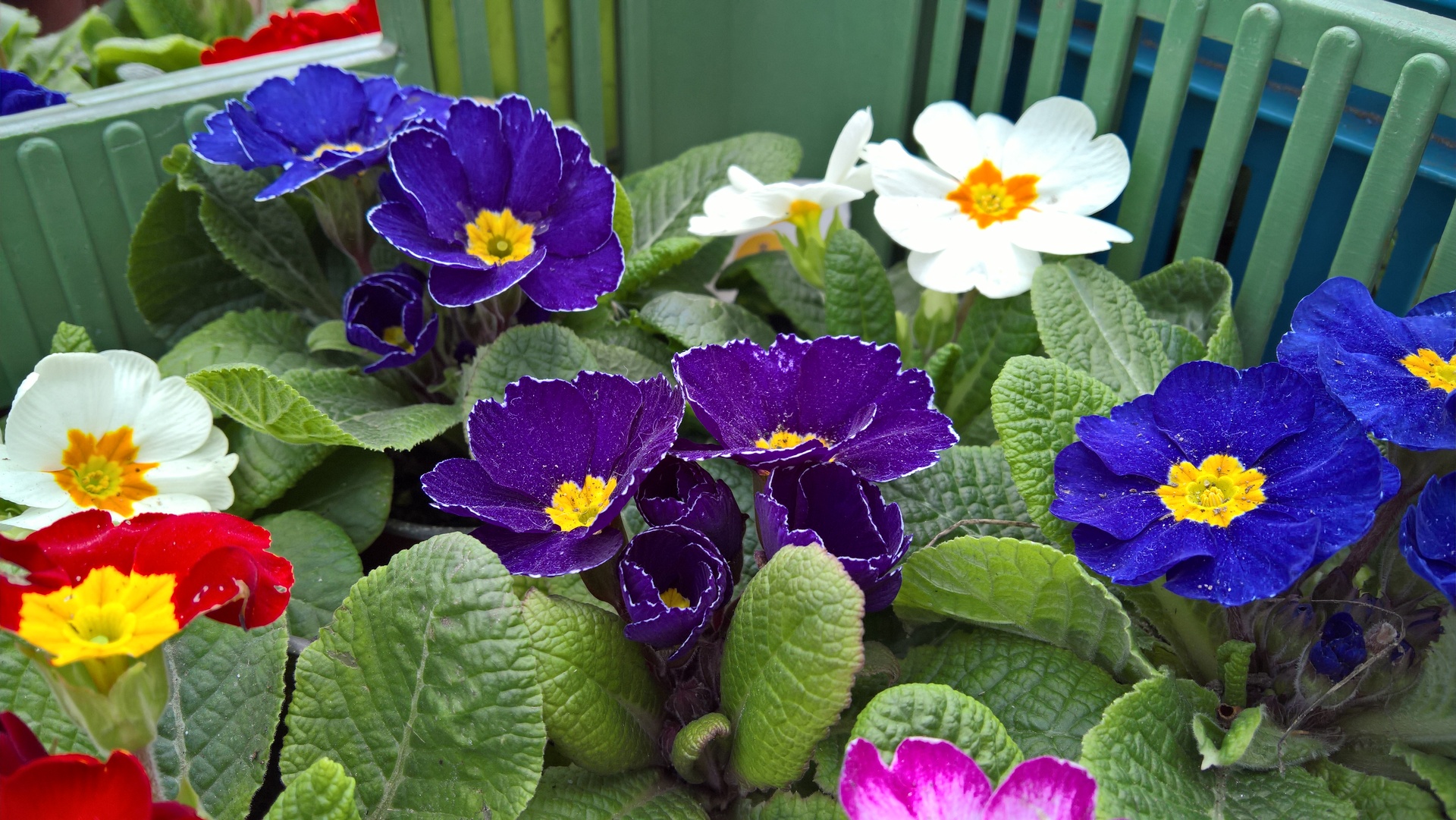 Microsoft Lumia 950 XL