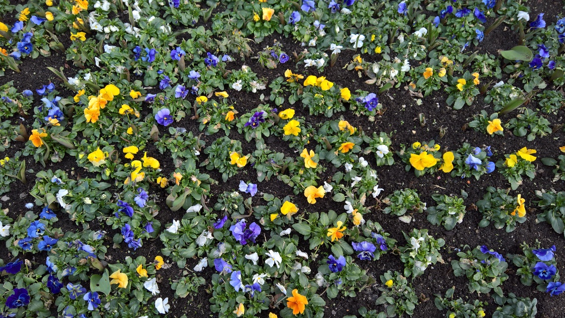 Microsoft Lumia 950 XL