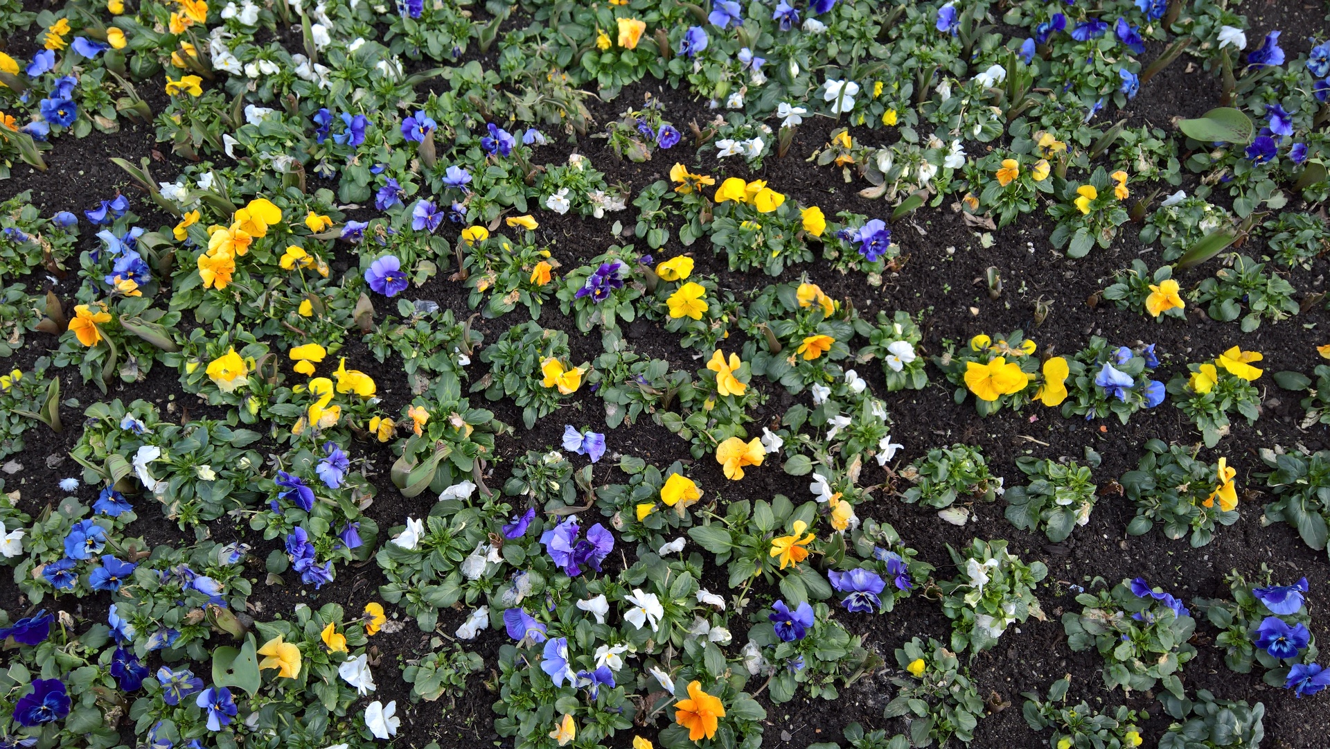 Microsoft Lumia 950 XL