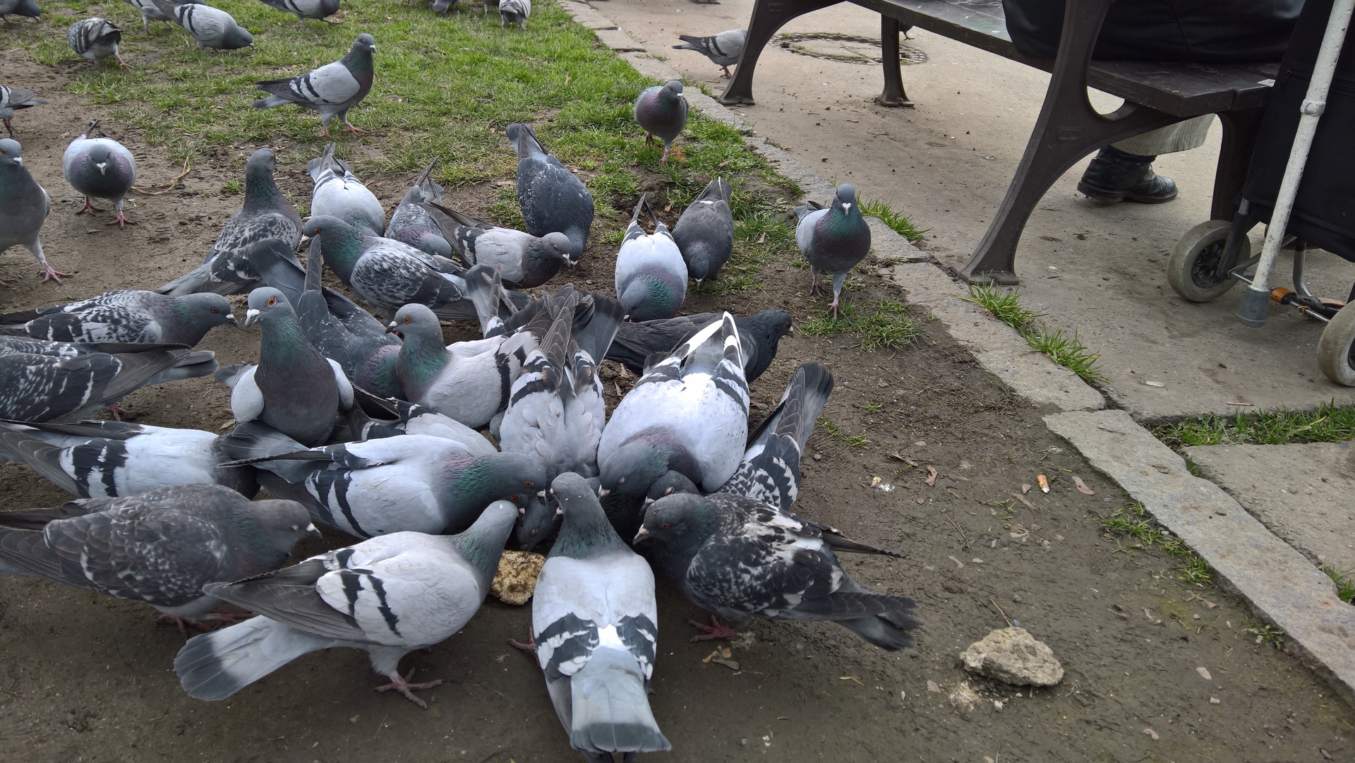 Microsoft Lumia 950 XL