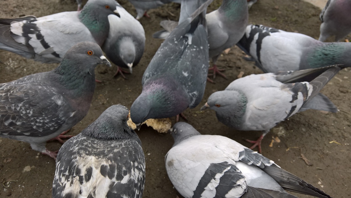 Microsoft Lumia 950 XL