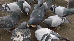 Microsoft Lumia 950 XL