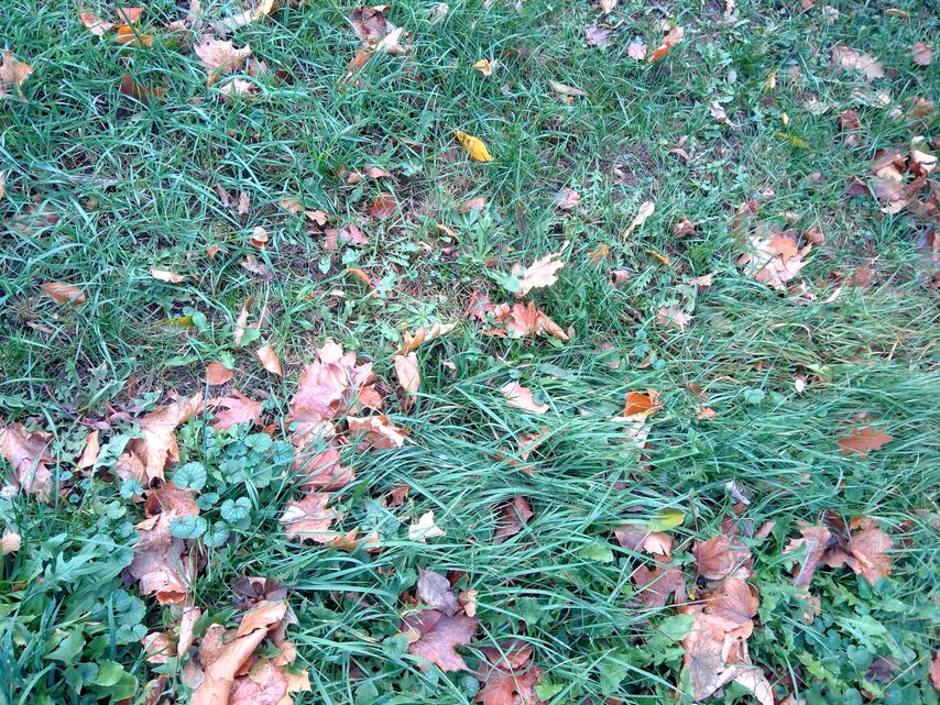 Microsoft Surface Go