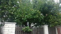 Microsoft Surface Pro 4