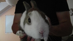 Microsoft Surface Pro 4