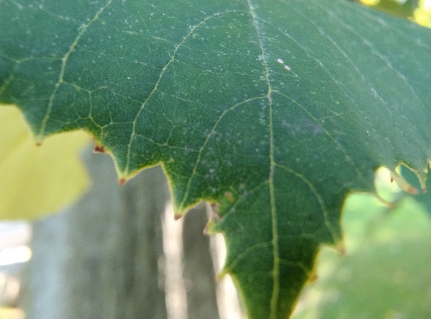 Motorola Edge 30 Neo