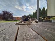 Motorola Edge 30 Neo