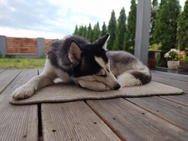 Motorola Edge 30 Neo