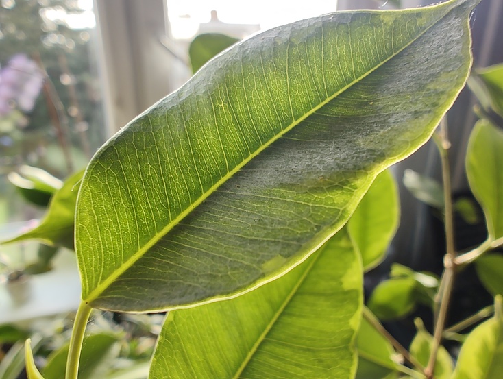 Motorola Edge 30 Pro