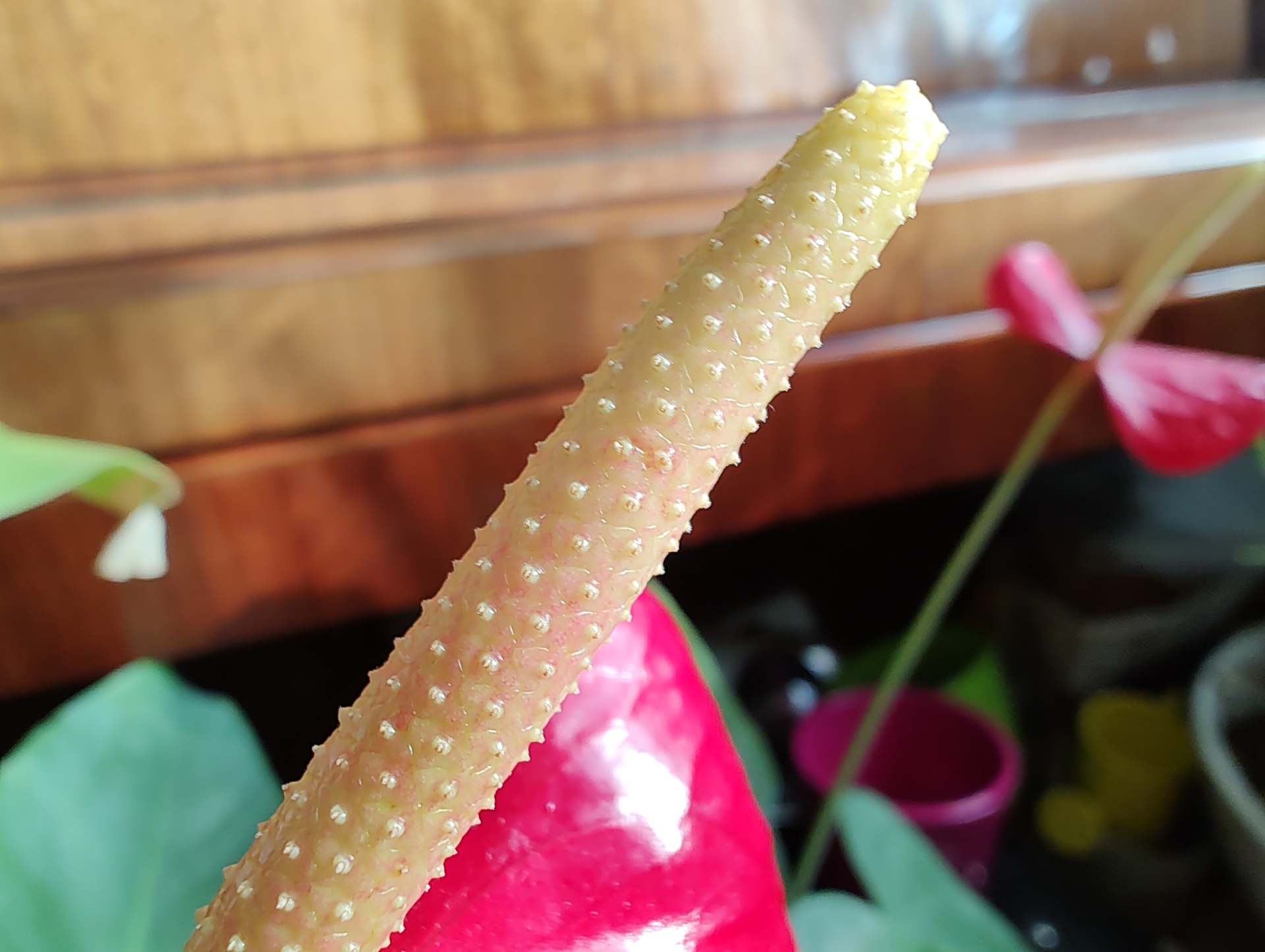 Motorola Edge 30 Pro